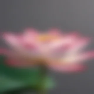 lotus flower png