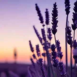lavender iphone wallpaper
