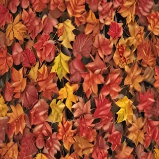 fall leaves