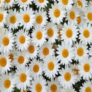 daisy background