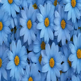 blue flowers background