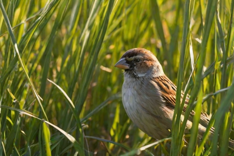A sparrow partially hidden among tall green grass, with soft sunlight illuminating its feathers.