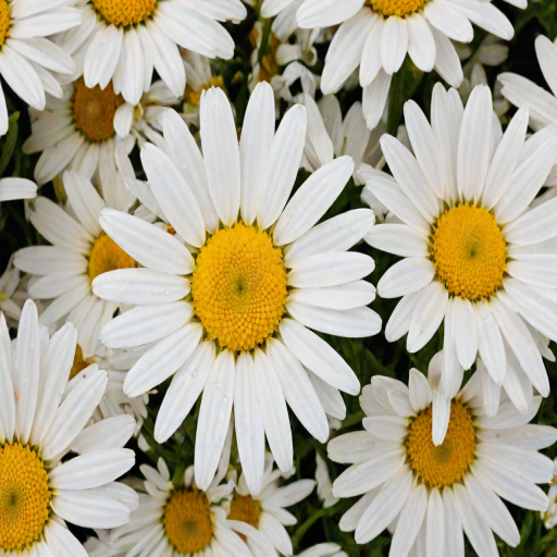 iphone daisy wallpaper