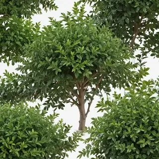 shrub png