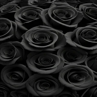 black roses background