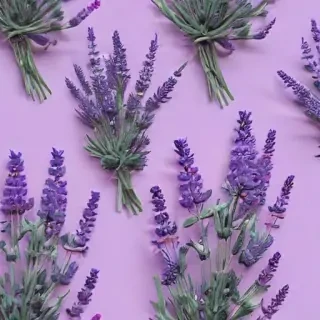 aesthetic lavender wallpaper