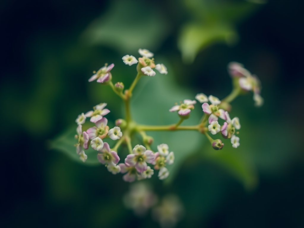 Close-up of ivy flowers on a green blurred background, use a macro lens, aperture f/2.8, ISO 200, shutter speed 1/500s, natural light, focus on flower details, soft bokeh effect, taken with a DSLR camera.