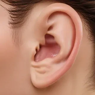 ear png