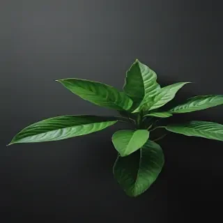 plant iphone wallpaper