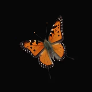 butterfly black background