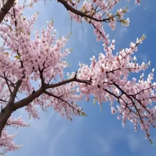 spring backgrounds aesthetic