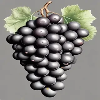 grapes clipart black and white