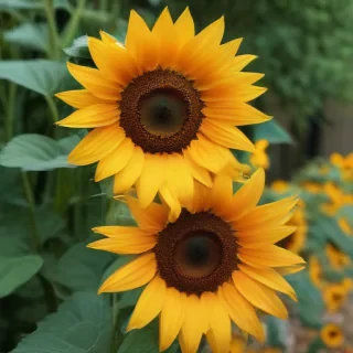 sunflower backgrounds aesthetic