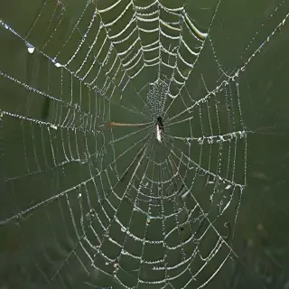 spiderweb