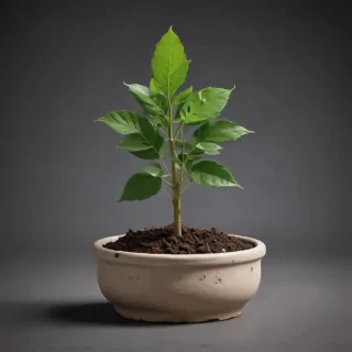 seedling png