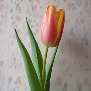 tulip flower