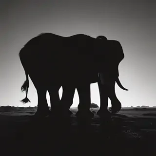 elephant silhouette