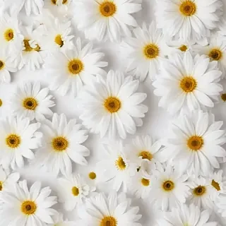 flower white background