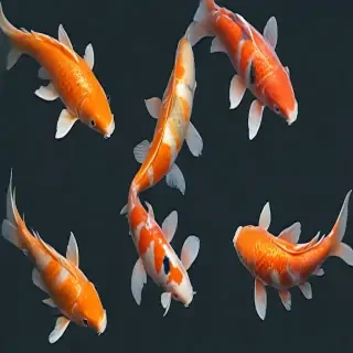 koi fish png