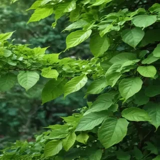 background green leaves