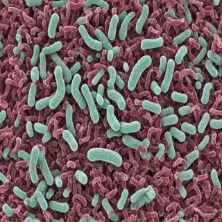 bacteria png