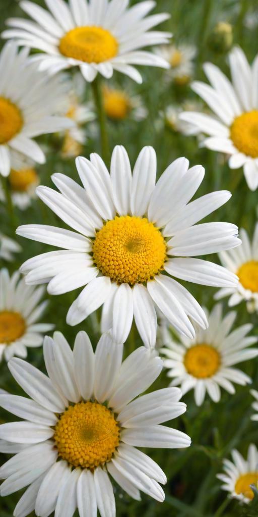 daisy desktop wallpaper