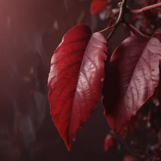 maroon aesthetic