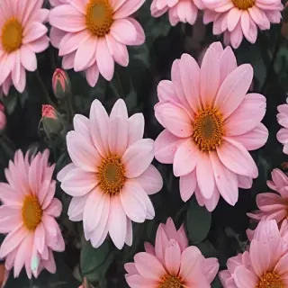 cute flower wallpaper aesthetic