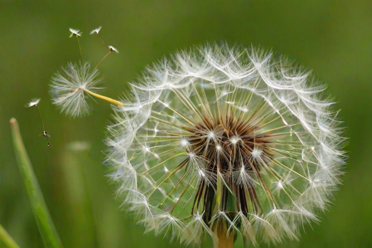 dandelion png