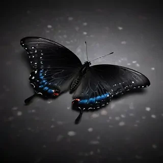 black butterfly wallpaper hd