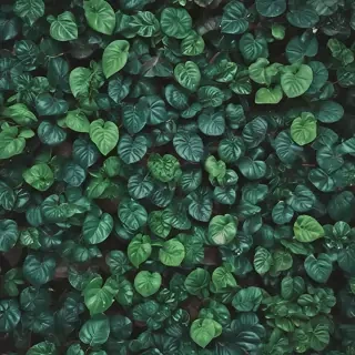 plants iphone wallpaper