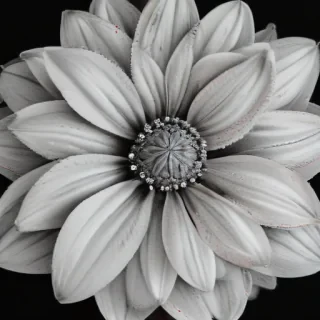 flower drawing png
