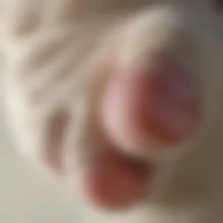 cat paw