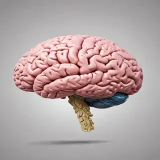 brain png
