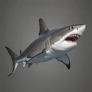 shark png