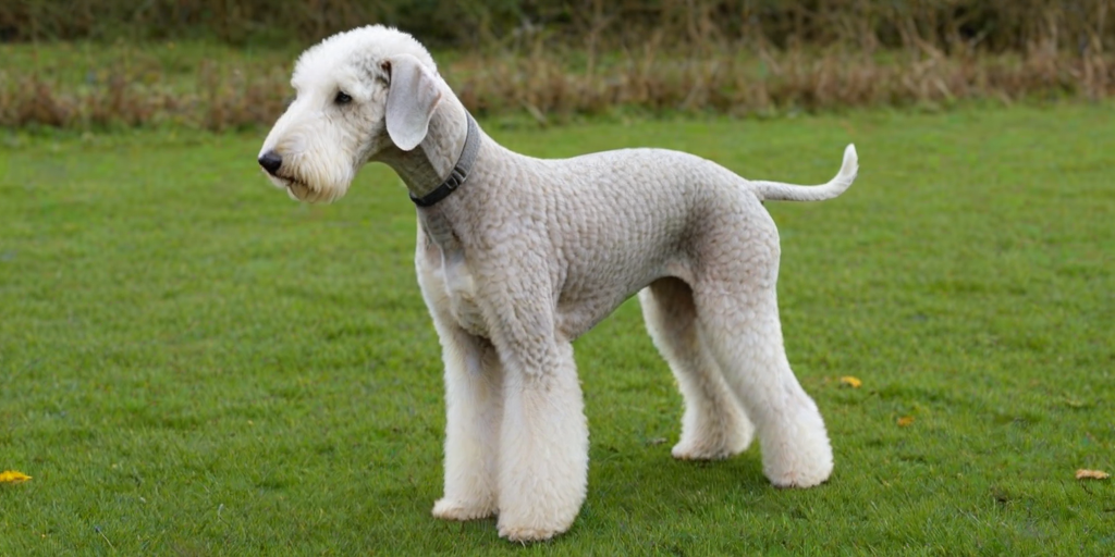 bedlington terrier