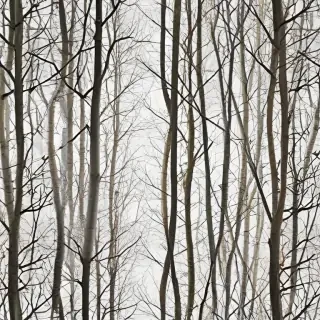 trees transparent