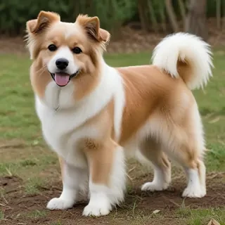 pomeagle dog breed