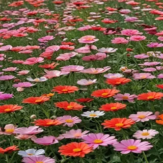 flowers field png
