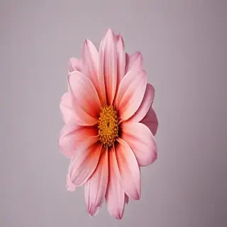 flower no background