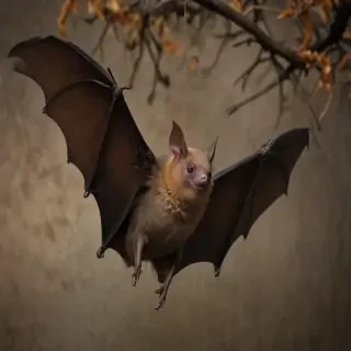 images of bats for halloween