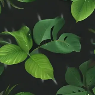 plant desktop wallpaper