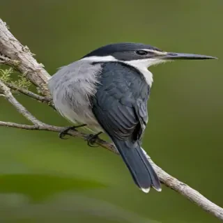 florida birds
