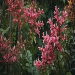 plants zoom backgrounds