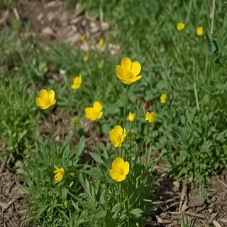 buttercup flower