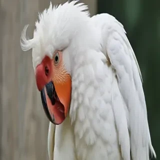 preening