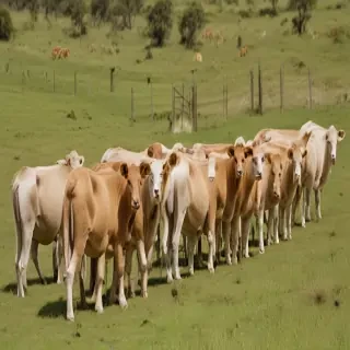 australian boxherd