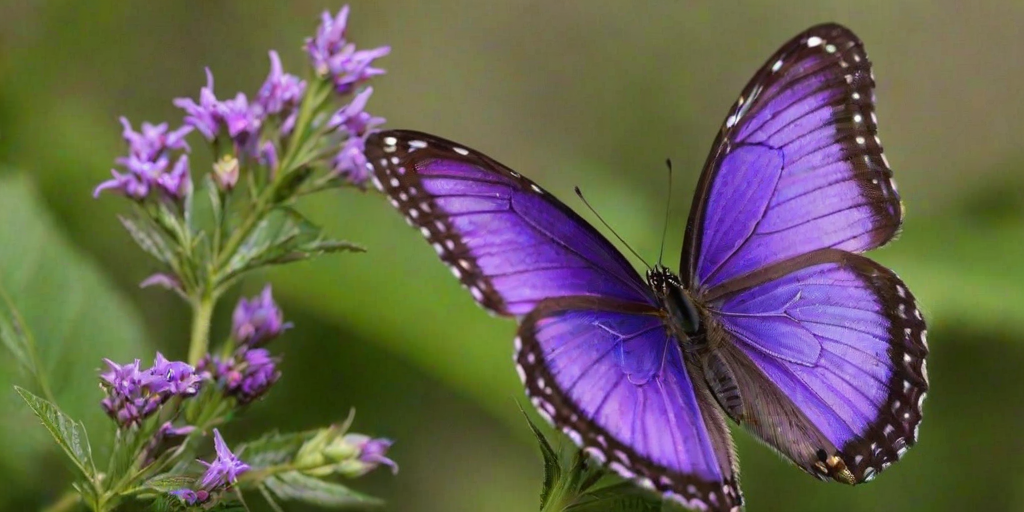 purple butterflies
