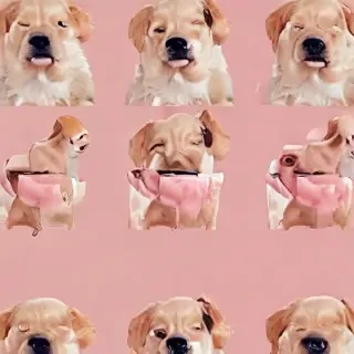 aesthetic dog wallpaper