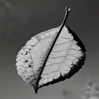 leaf in black and white